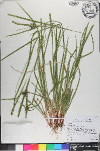 Carex grayi image