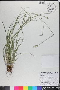 Carex longii image