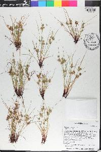 Cyperus squarrosus image