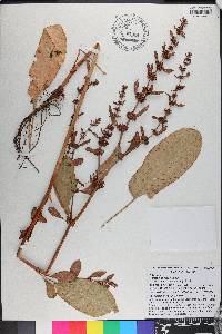 Rumex obovatus image