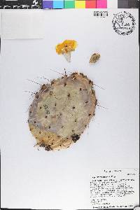 Opuntia macrocentra image