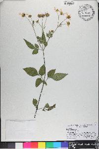 Bidens alba image