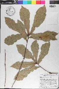 Quercus germana image