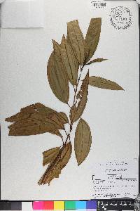 Miconia ciliata image