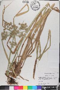 Cyperus virens image