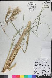 Andropogon glomeratus var. pumilus image