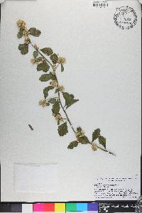 Baccharis glomeruliflora image