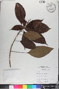 Dendropanax caucanus image