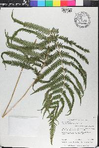 Thelypteris kunthii image