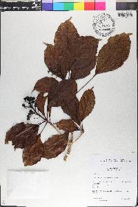 Dendropanax caucanus image