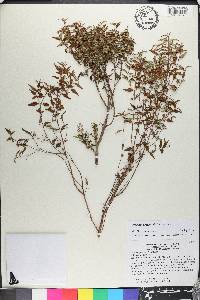 Miconia gracilifolia image