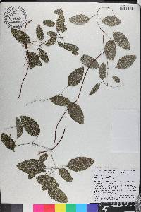 Clematis reticulata image