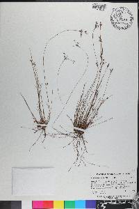 Bulbostylis ciliatifolia image