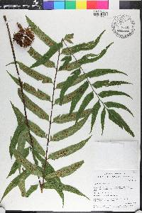 Asplenium feei image