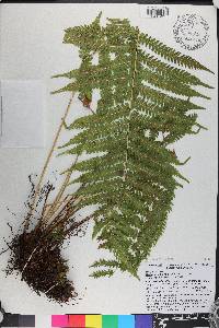 Thelypteris kunthii image