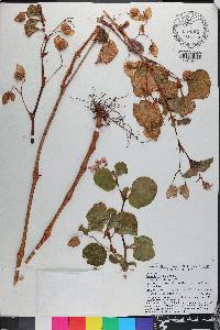 Begonia cucullata image