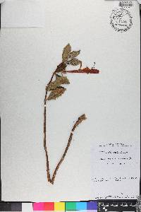Columnea lepidocaula image