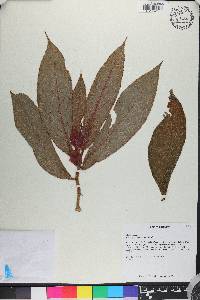 Columnea eubracteata image