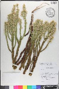 Baccharis crispa image