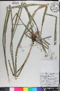 Rhynchospora corniculata image