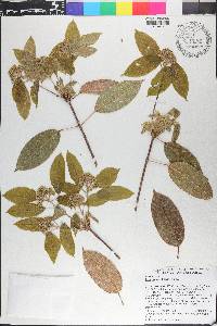 Acer coriaceifolium image