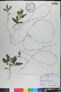 Physalis arenicola image