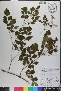 Ampelopsis arborea image