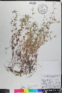 Clinopodium brownei image