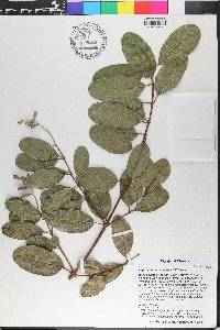 Laguncularia racemosa image