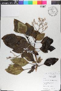 Oreopanax capitatus image