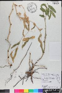 Smilax havanensis image