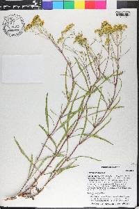 Flaveria linearis image