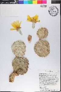 Opuntia macrorhiza image