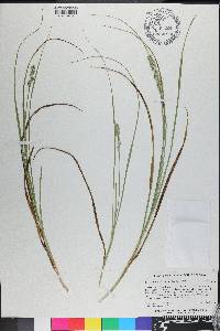 Carex fissa image