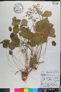 Oxalis debilis image