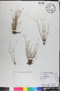 Eleocharis geniculata image