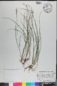 Carex dasycarpa image