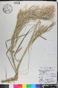 Andropogon glomeratus image