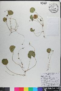 Hydrocotyle verticillata image