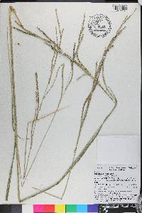 Paspalum urvillei image