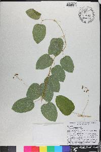 Smilax lasioneura image