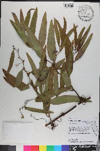 Smilax laurifolia image