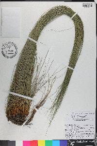 Juncus coriaceus image