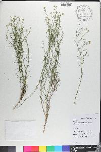 Baccharis darwinii image