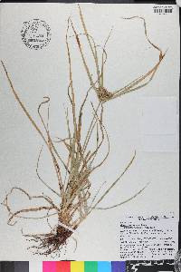 Cyperus retrorsus image