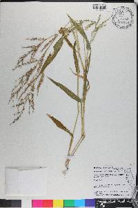 Urochloa ramosa image