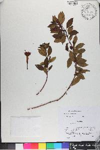 Fuchsia petiolaris image