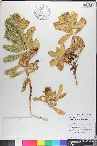 Calycera crassifolia image