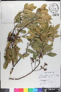 Ocotea pulchella image