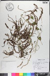 Anredera cordifolia image